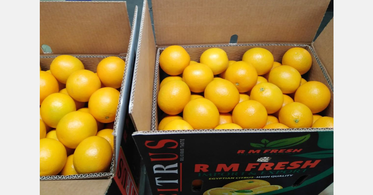 "Egyptian orange prices are more stable compared to last year"