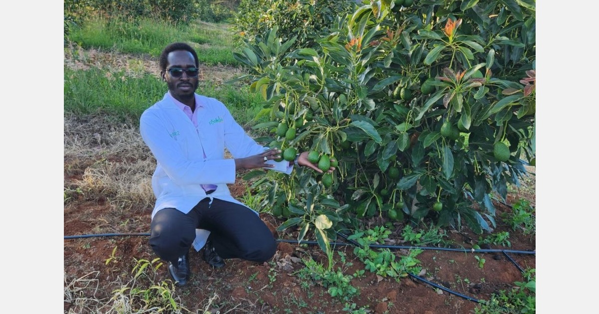 Insufficient rainfall delays Kenya's Hass season, cuts volumes