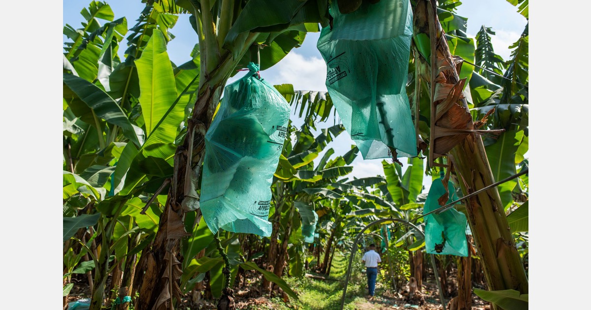 “The future lies with diversifying the banana market”