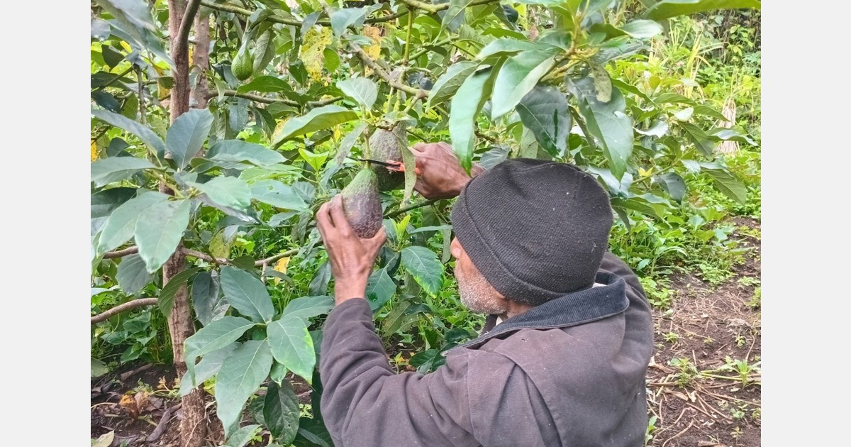 "Avocados can be grown commercially in Papua New Guinea"
