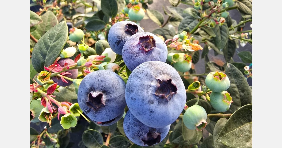 Moroccan soft fruit growers complain of slow operations at Tanger Med port