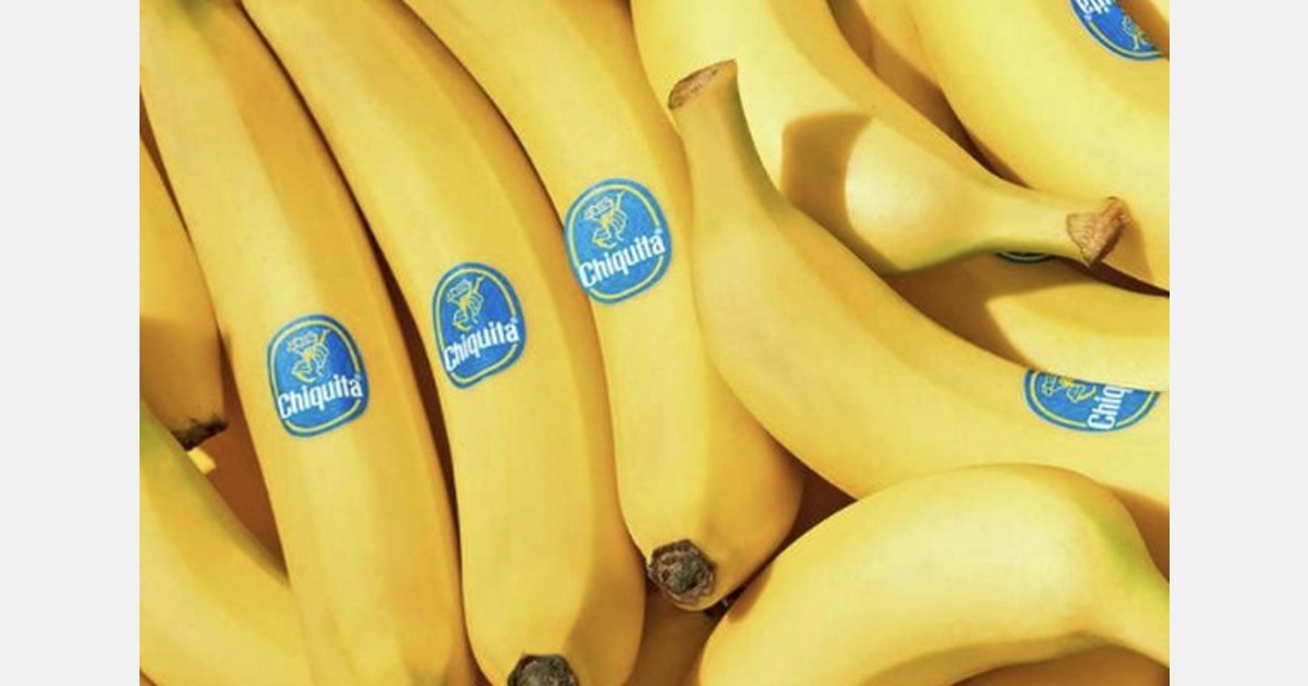 Chiquita harvests first bananas after Panama operations restart
