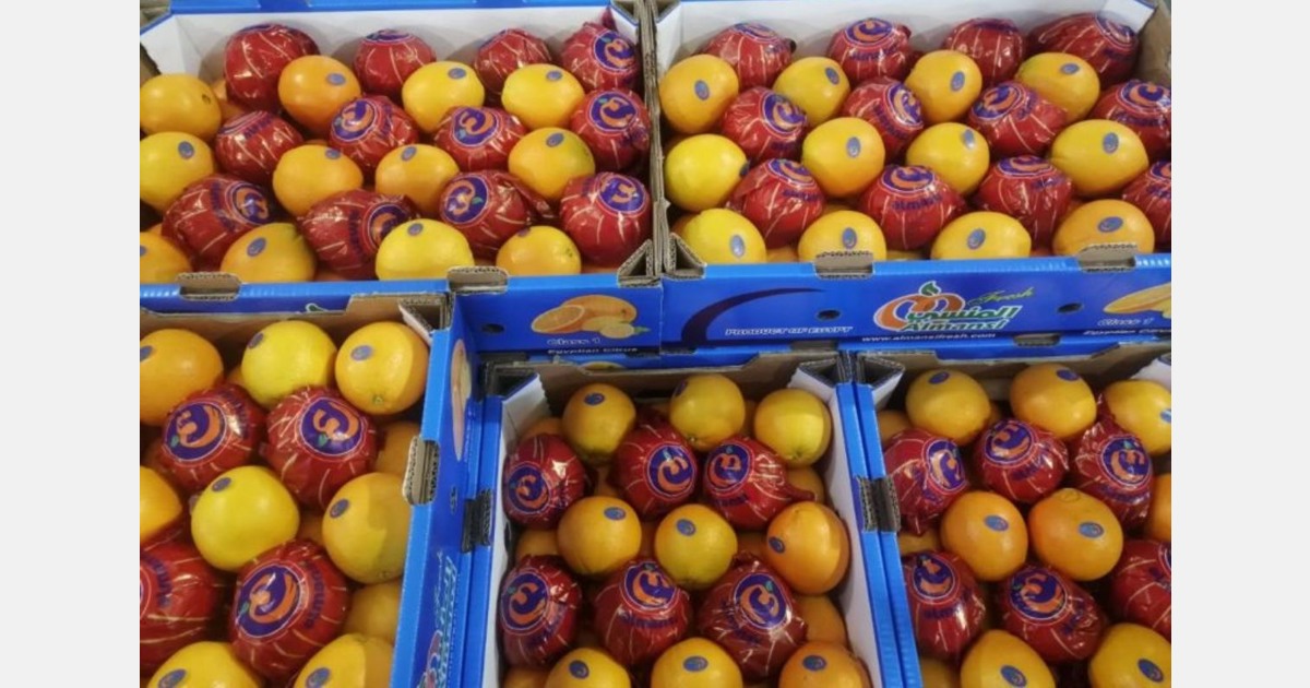 Final stretch for Egyptian oranges this season