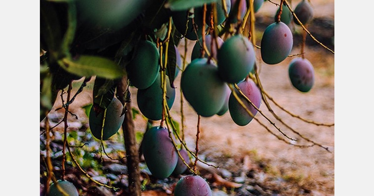 How to market the wellness factor of mangoes