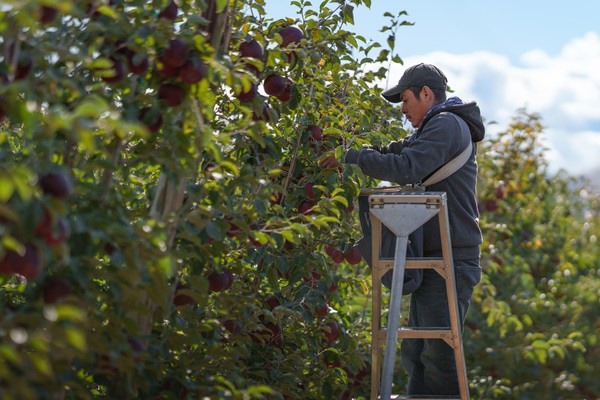 Continued focus on branded apples for larger 2025 PNW apple crop