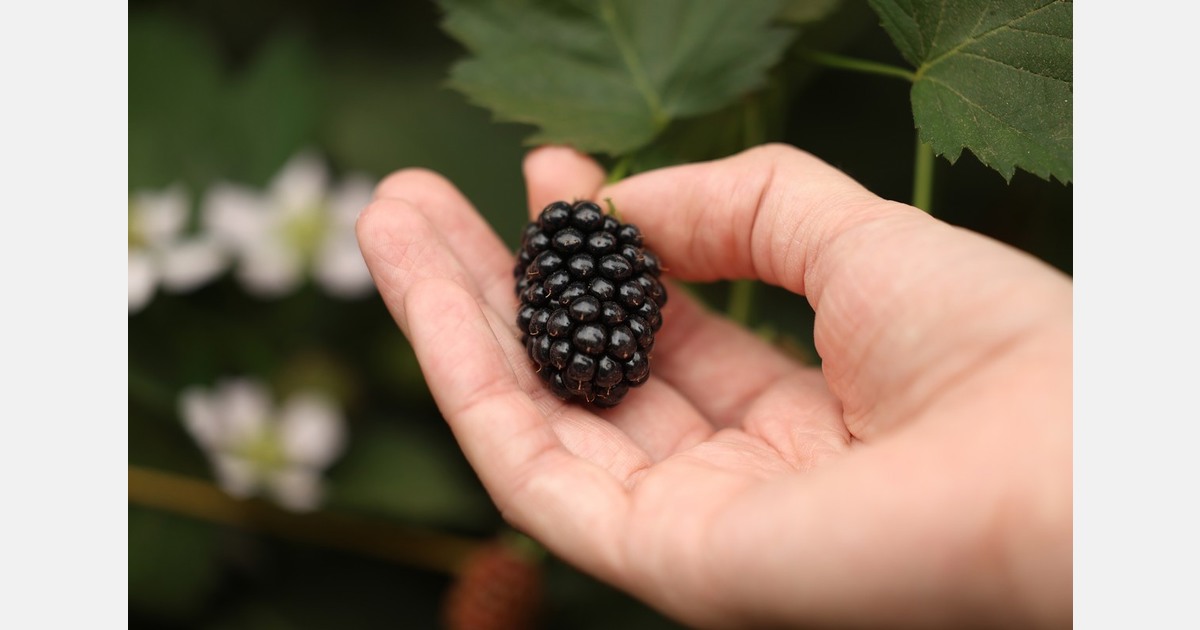 UK berry growers face rising input and energy costs at start of season