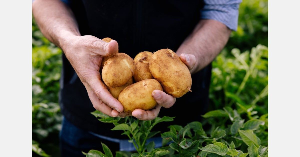 “Weather conditions have been challenging, with the heat and rains impacting overall quality and yields"