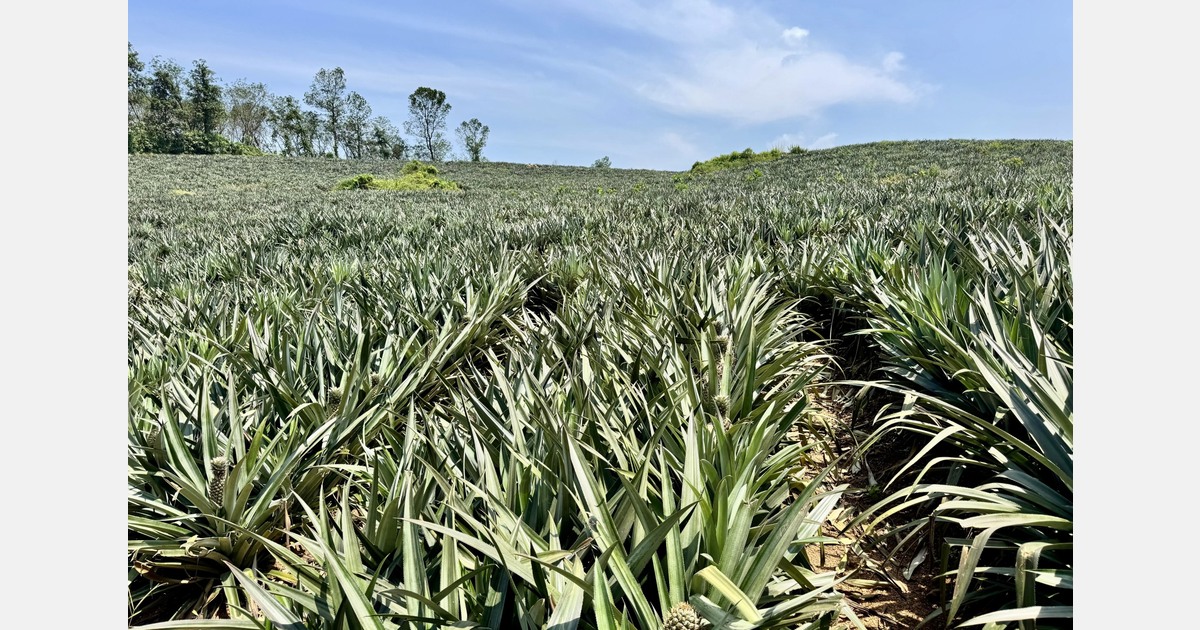 “India’s pineapple acreage has more than doubled over five years”