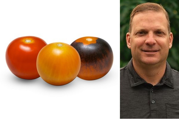 Cherry Picked tomato medley line launches