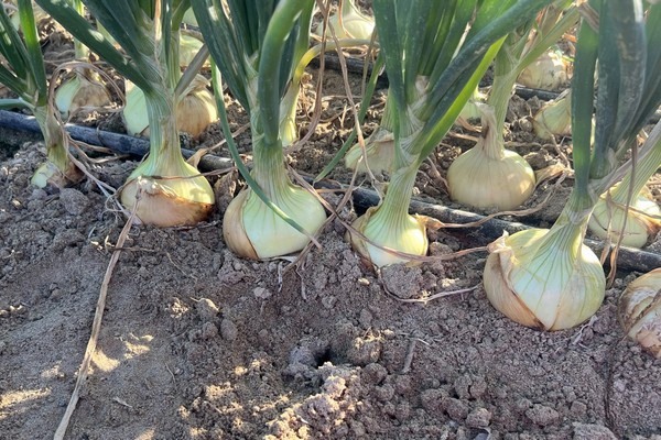 Georgia's Vidalia onion season wraps up and transitions to Peru