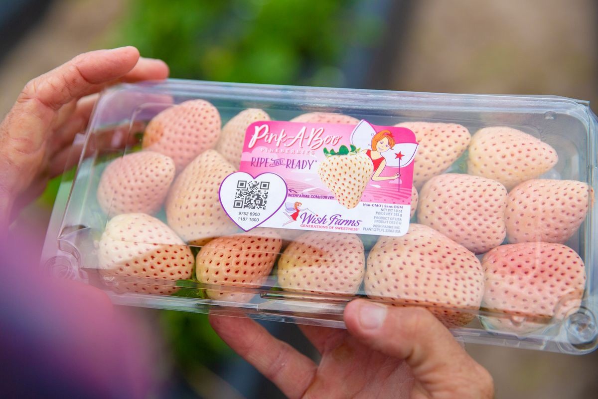 Florida strawberry season kicks off with optimism