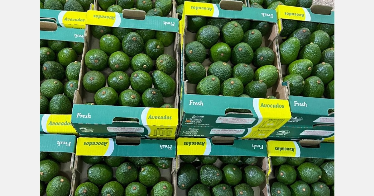 "We exported avocados to India for the first time"