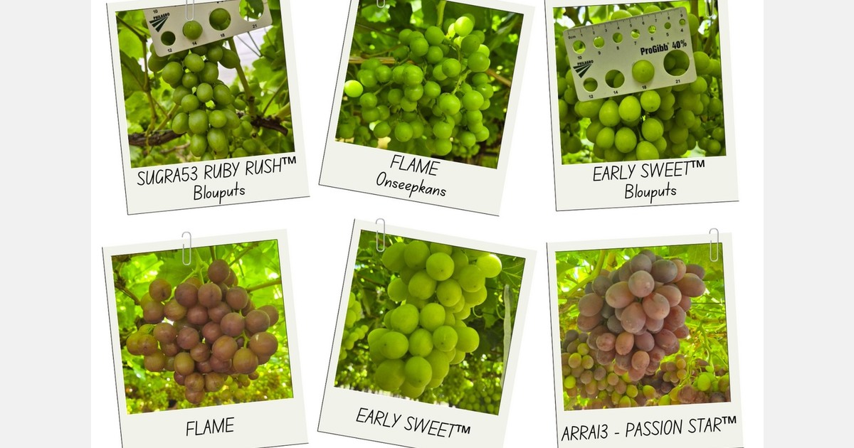 Namibia and Orange River supply 40% of early Southern African grape exports