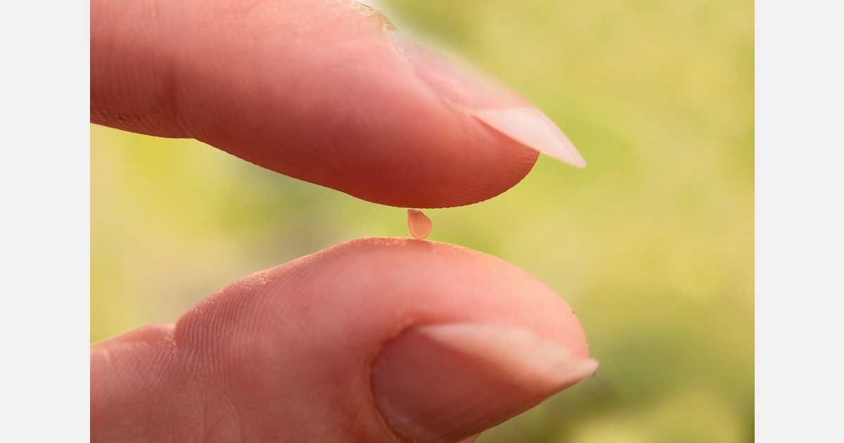 Hybrid potato breeding accelerates variety development in Kenya