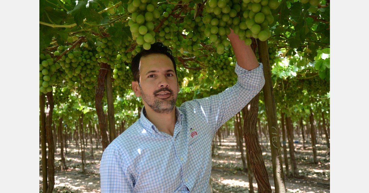 Supply and demand of Autumncrisp grapes from Peru show exponential growth