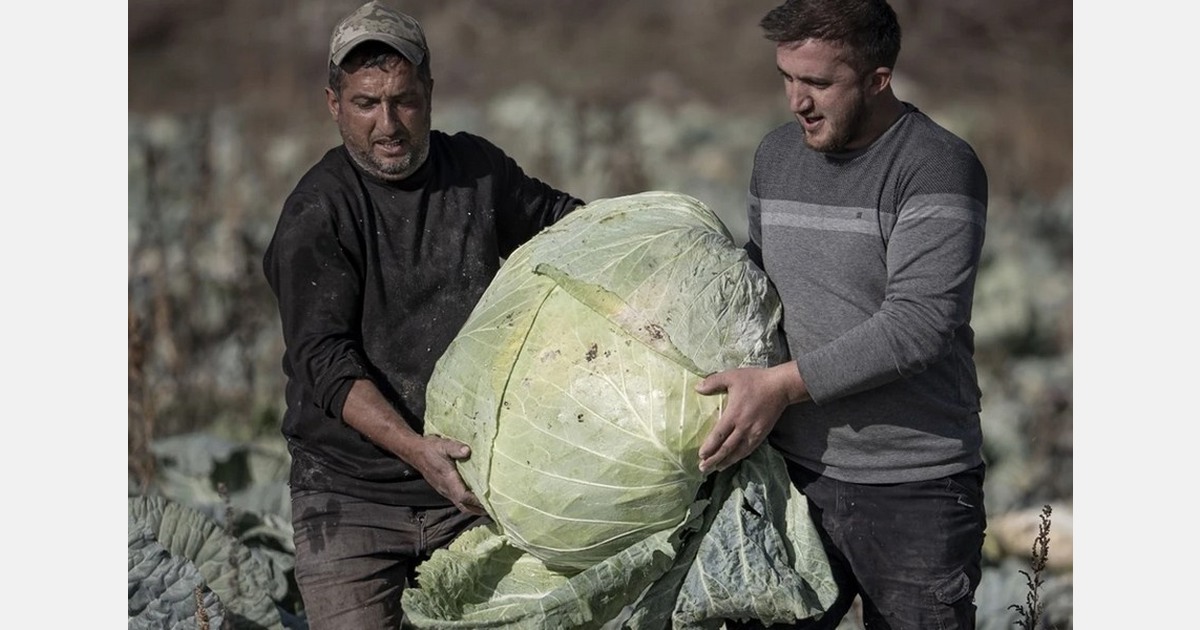 Turkish farmers harvest 50 kilogram cabbages in Pasinler Valley