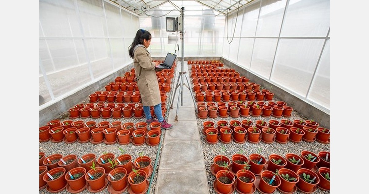 Peru develops new potato resistant to late blight