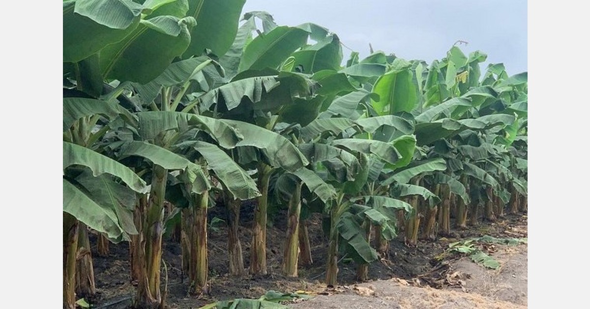 Demand, tariffs and tight supply strengthen banana and plantain pricing