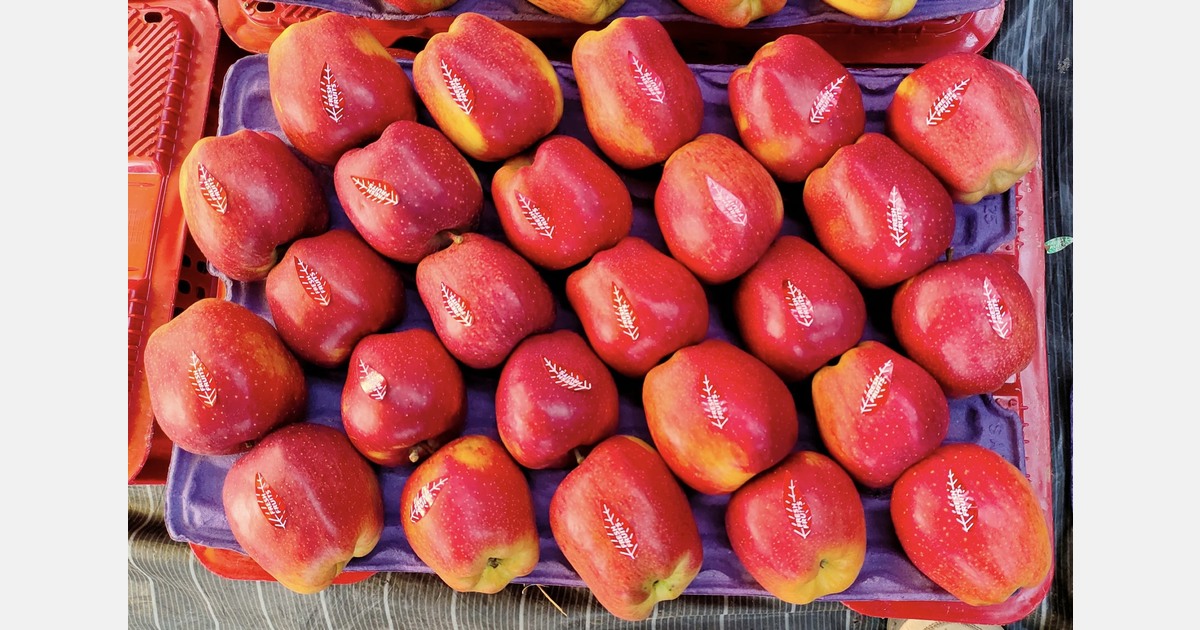 Technology investments are driving new hope for Kashmir’s apples