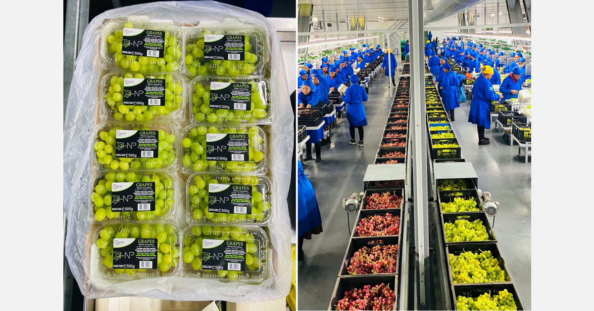 Volumes on all cultivars look very good in South Africa’s earliest vineyards