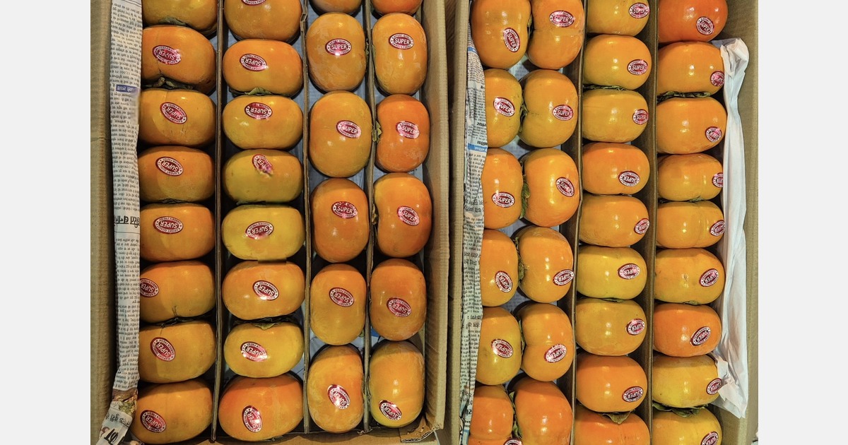 Indian persimmons have a price advantage, but quality gaps keep exporters cautious