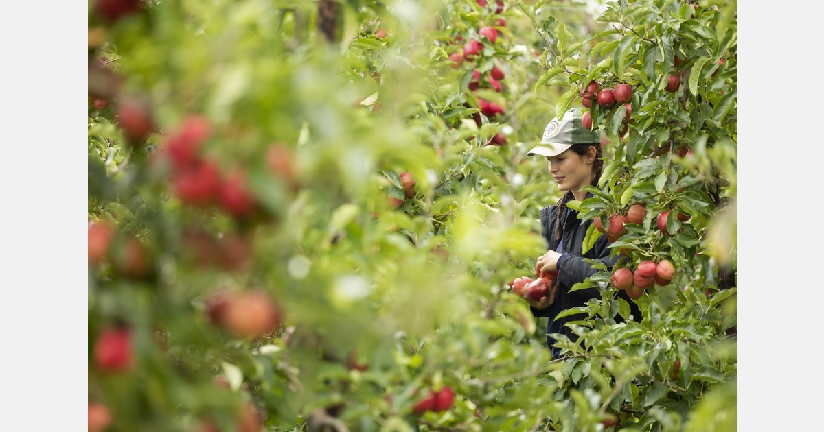British growers offered new finance for apple and pear production