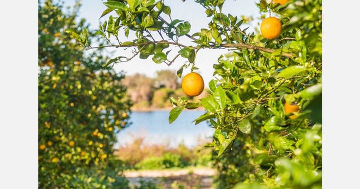 Florida rebounds from Hurricane Milton-impacted season with strong orange crop