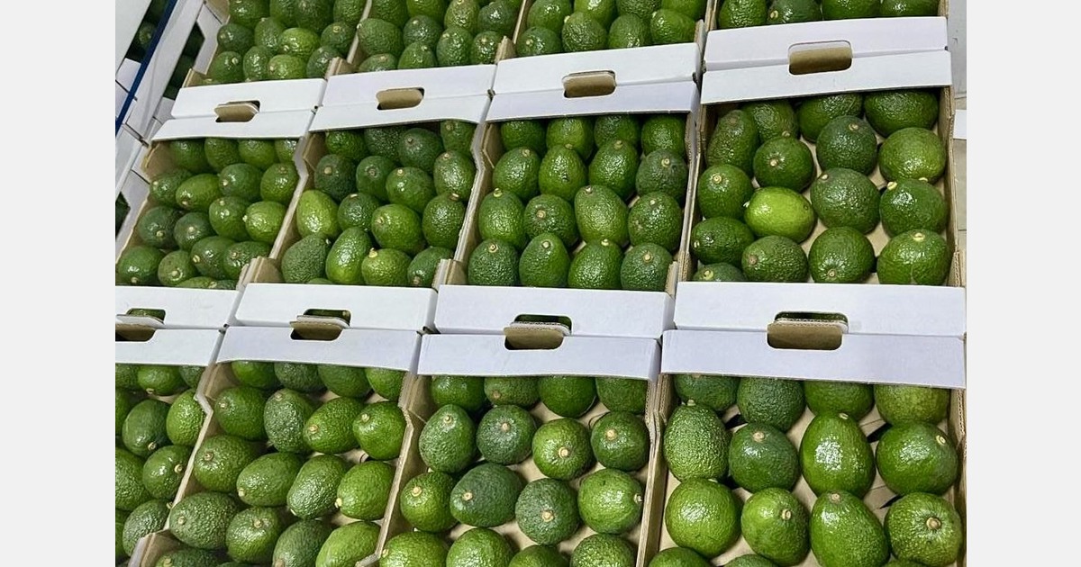 "Tanzania maintains continuity as East Africa's avocado supply tightens"