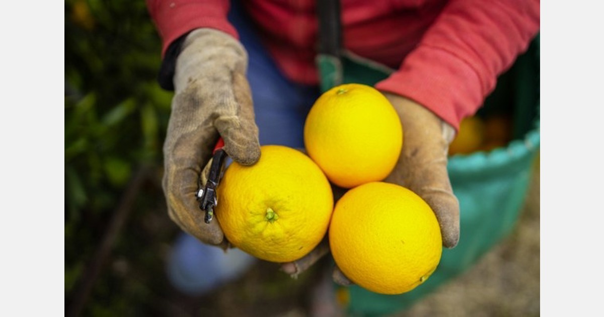 South African citrus exports face diesel supply risks