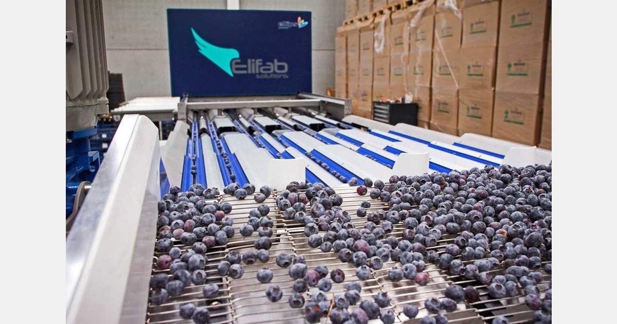 Fruitist partners with Elifab on blueberry technology