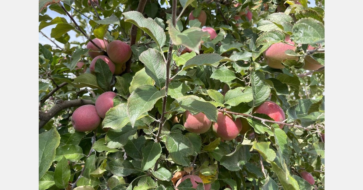 "The Turkish government has decided to halt apple exports for now"