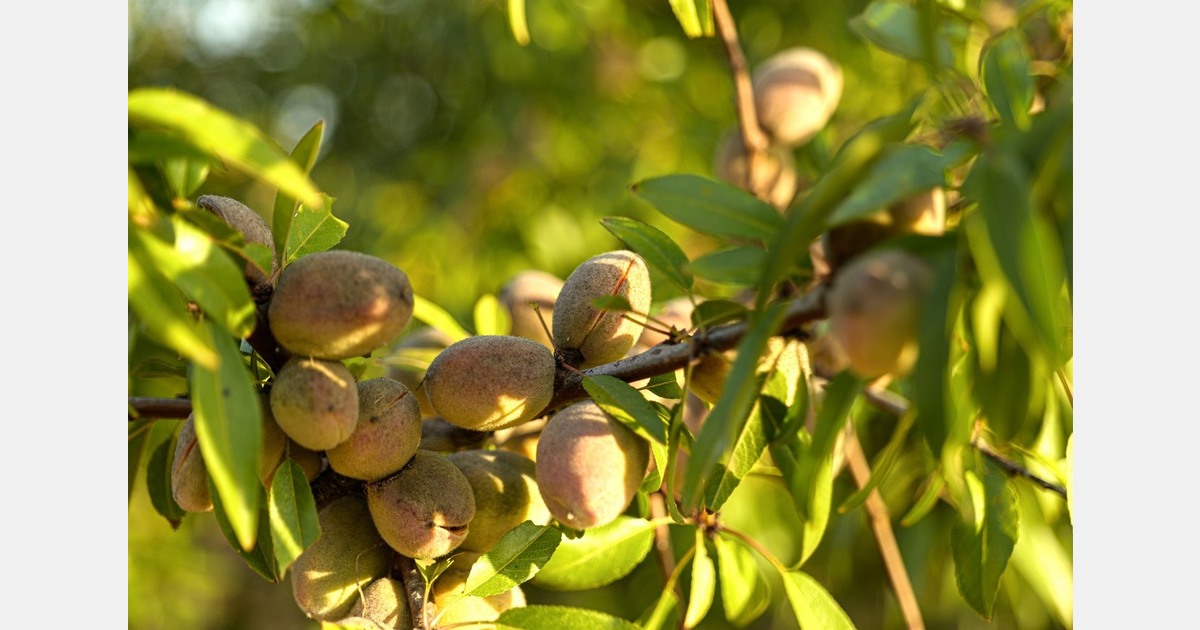 "Portuguese nut sector has undergone a remarkable transformation over the past decade"