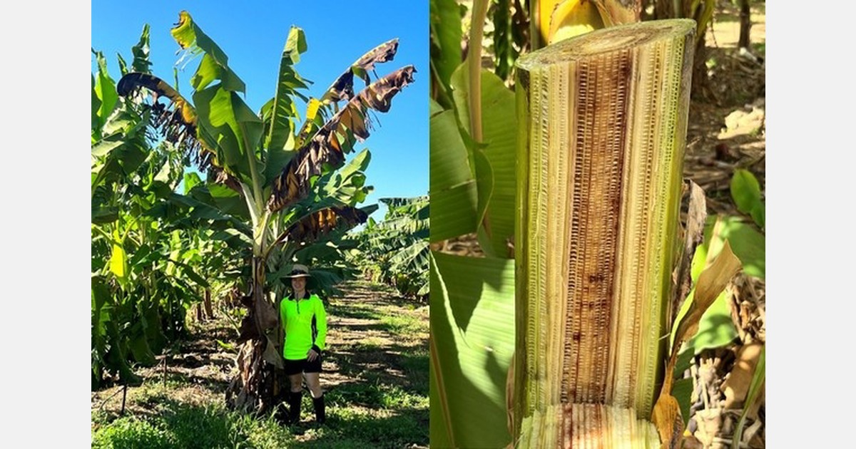New banana hybrids move into trials with resistance to TR4