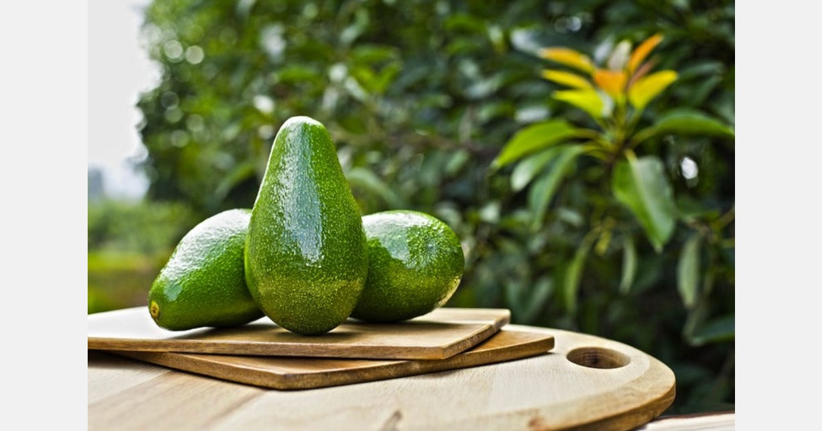 Subtrop symposium highlights market shifts and innovation needs