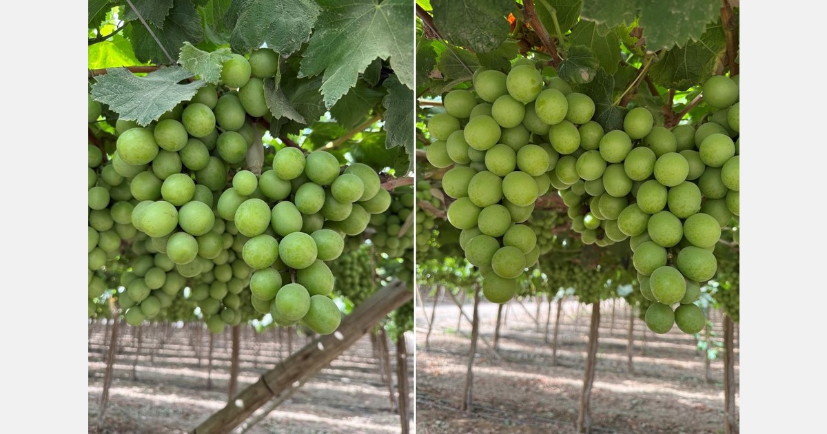 Delayed grape shipments from Peru will cause shortage in December
