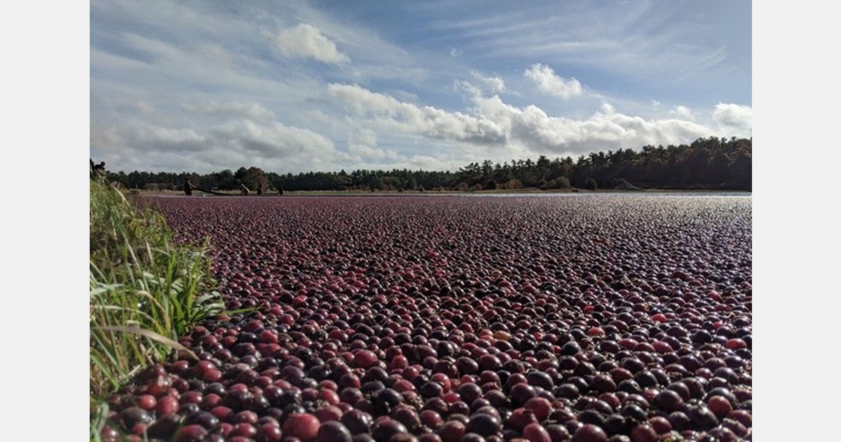 Good-quality Massachusetts cranberry crop despite rain issues