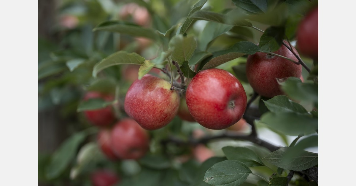 New Zealand marks 40 years of Jazz and Envy apples
