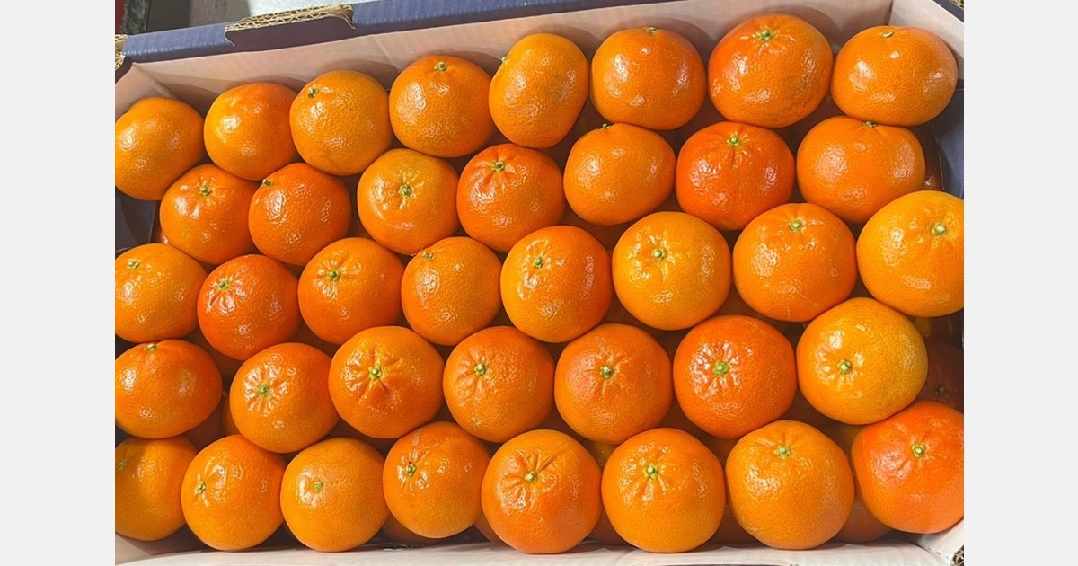 Slow start to the Egyptian mandarin season