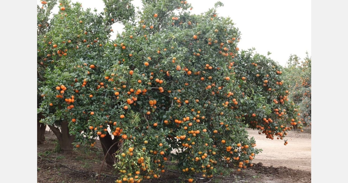 "Export volumes for Moroccan Nadorcott will continue on their upward trend"