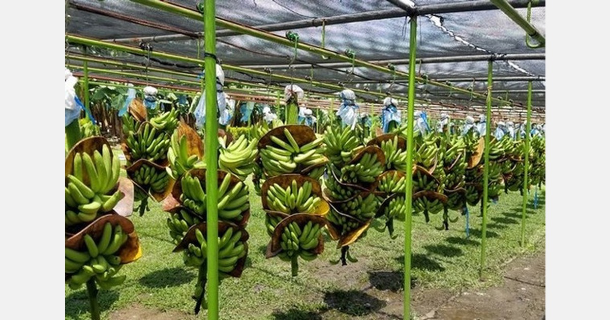 Importers react to U.S. tariff reduction on Latin American countries