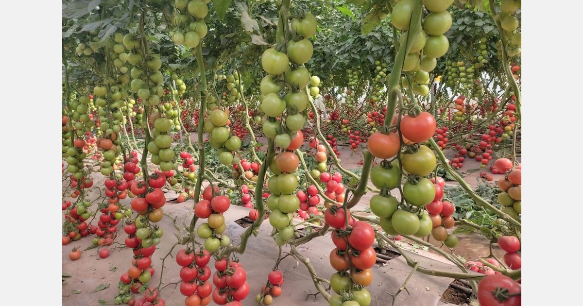 Warning of a tomato shortage in Morocco to be expected in February