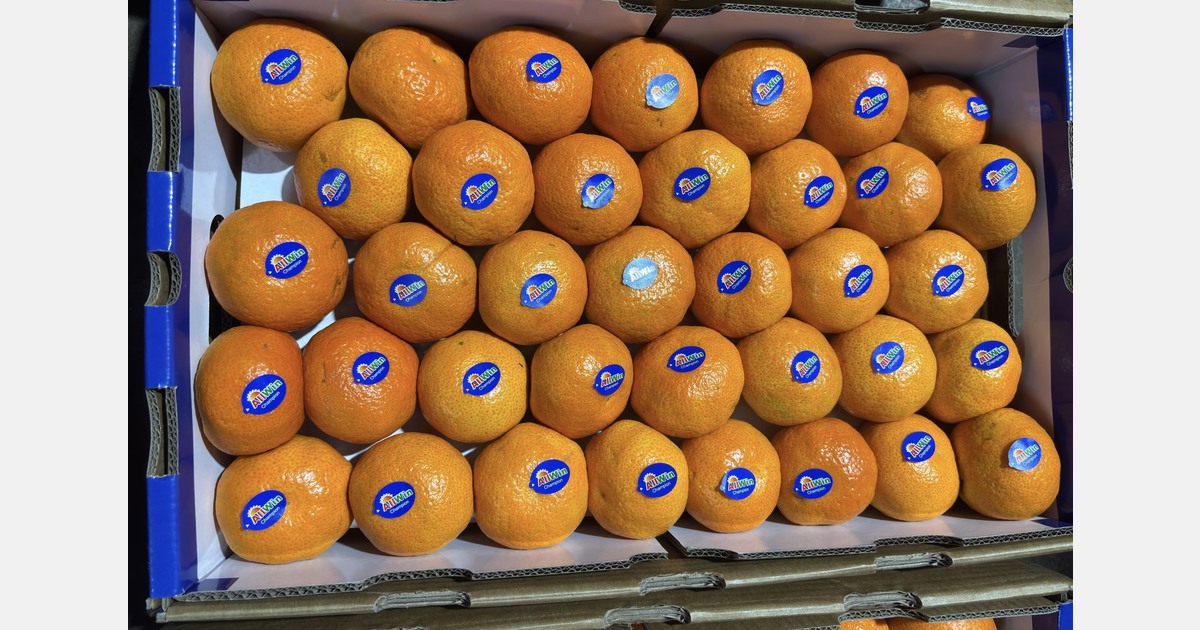 “Chinese mandarins arrive early in India, compete with South African fruit”