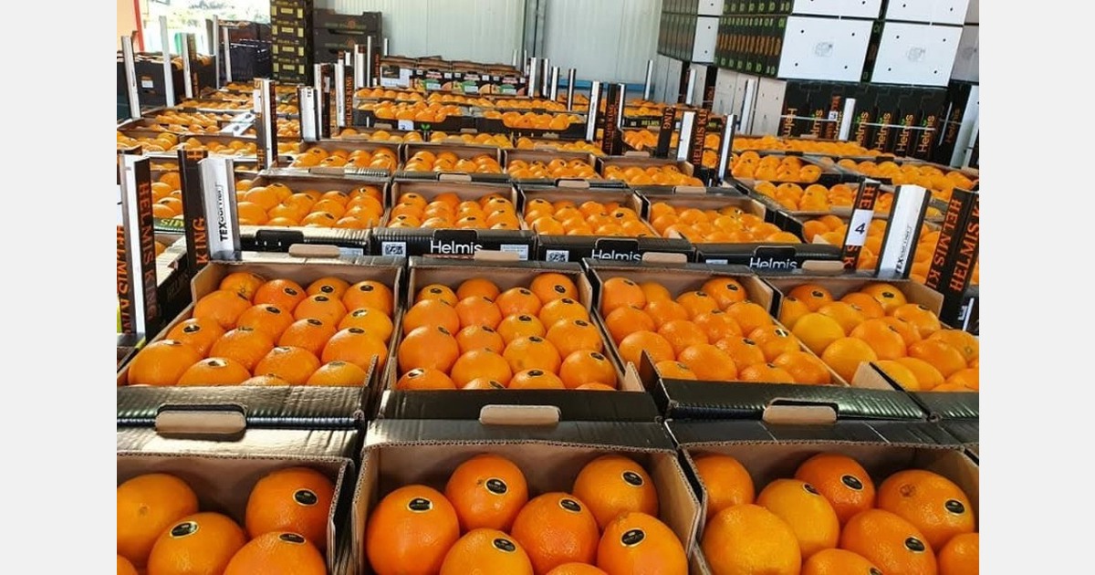 Imbalance between grower prices and international demand at the start of the Greek citrus season