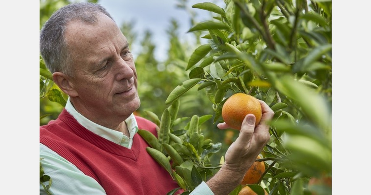 More tangerines from Florida, though with different varietal make up