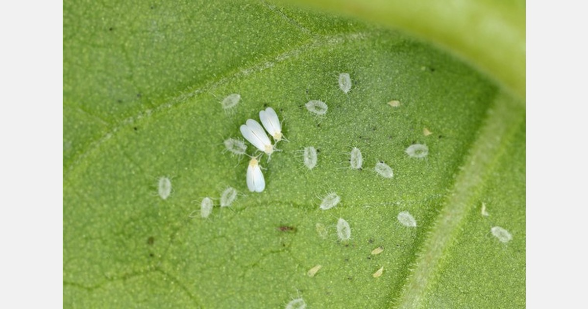 U.S. county extends emergency measures for whitefly control