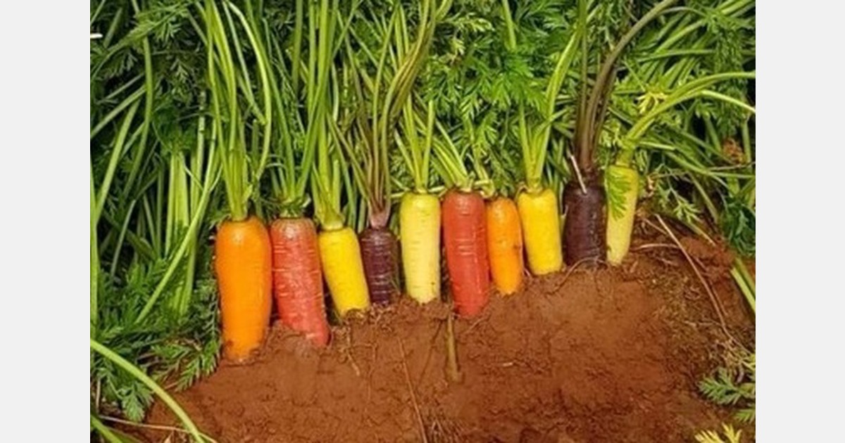 New yellow carrot program launches