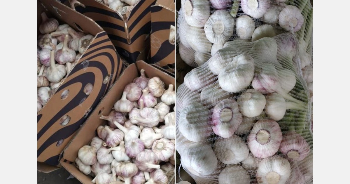 Increase in garlic acreage in Egypt for next season