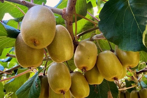 Redland gains exclusive rights for Dorì gold kiwifruit