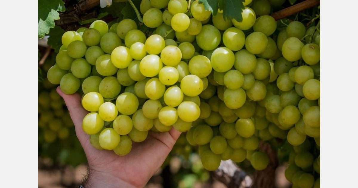 South African table grape season gains early momentum