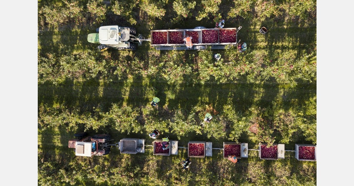 BAPL partners with Oxbury Bank to support UK topfruit growers